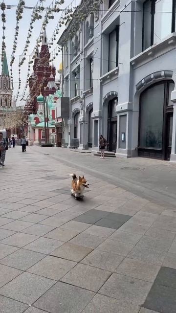 Корги на скейте в Москве  #коржмарти #корги #коргинаскейте #дрессировкакорги
