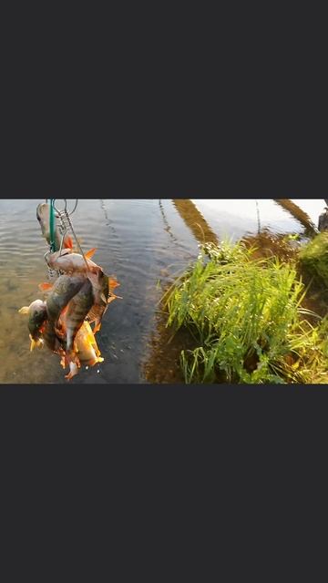 КАК ВАМ ЁЛКА ?
#рыбалка #хищник #fishing #дуплет