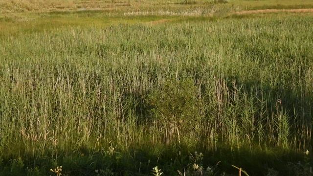 Голоса птиц, Погошыш, булькающий звук в камышах, наблюдение птиц в Новгородской области 12 июля 2025