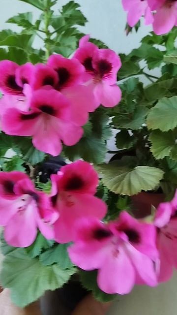 Цветение🔥 Королевской👑Пеларгонии👑