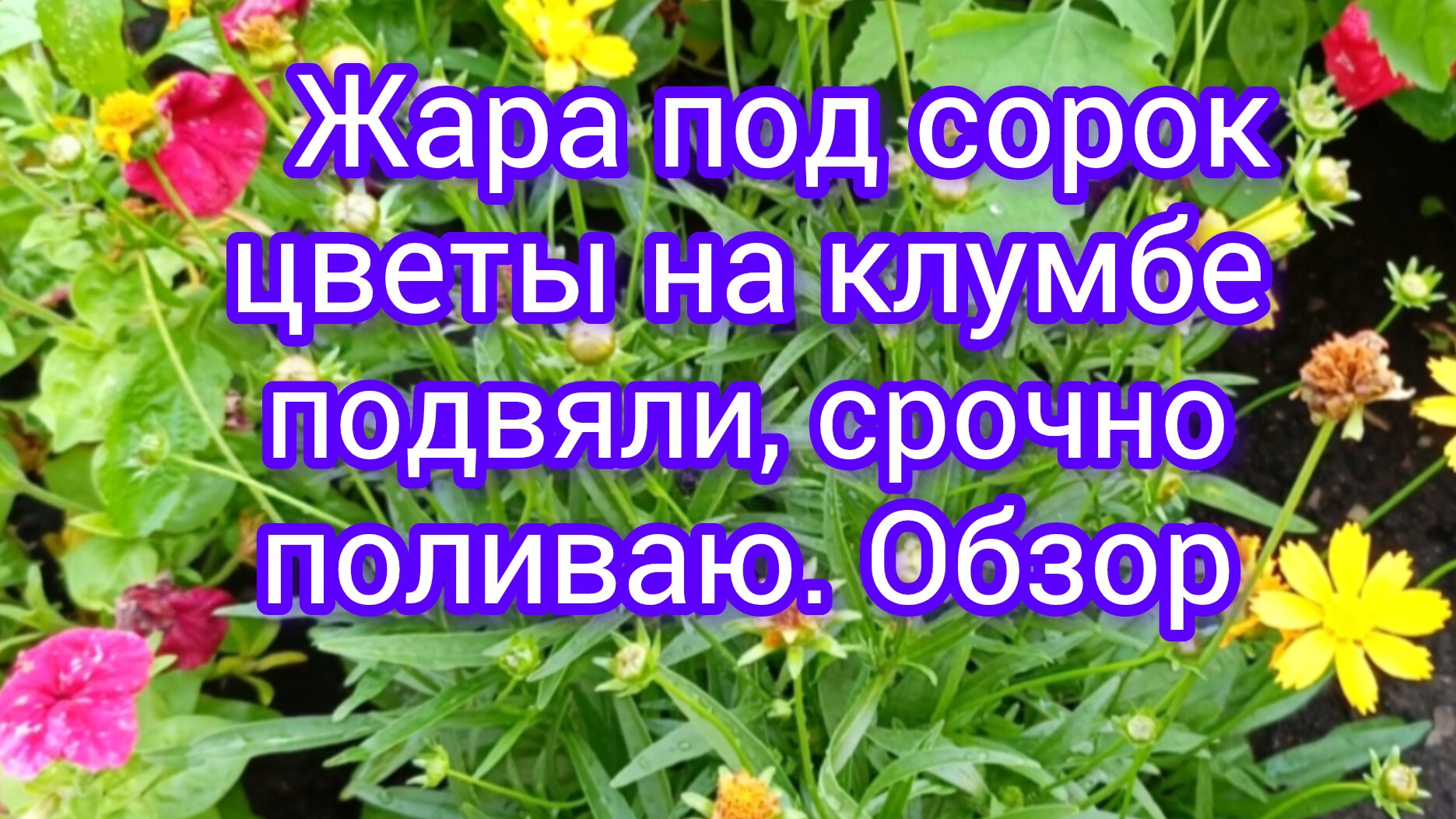 Обзор☀️клумбы🌺12-07-2025 Жара всё вянет #цветы #красотаприроды #садогород #жизнь инвалида