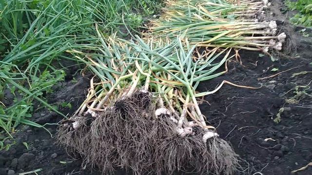 уборка озимого чеснока