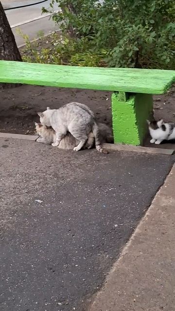 Коты деруться