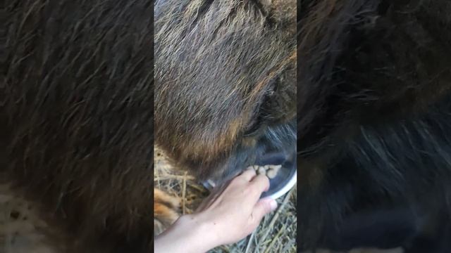 Хеддочка свою порцию корма съела и просит меня забрать кусочек у Жасминки.