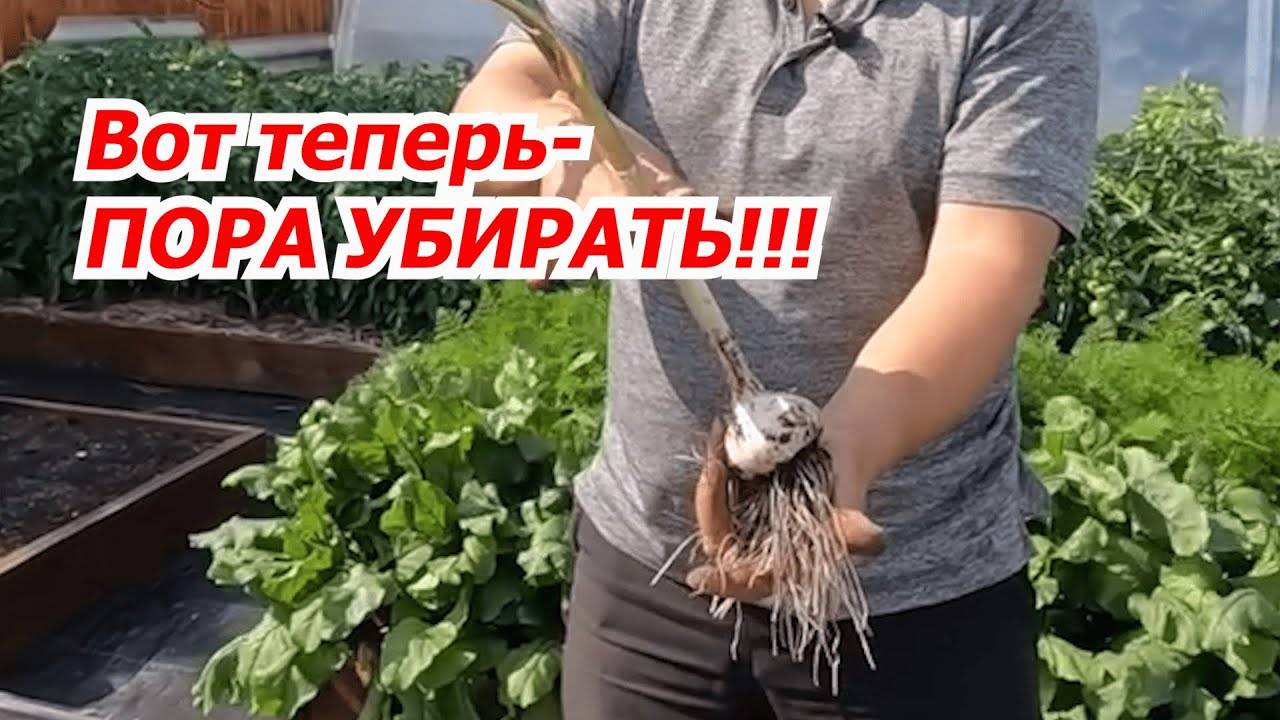 Когда убирать чеснок ДВА точных признака!
