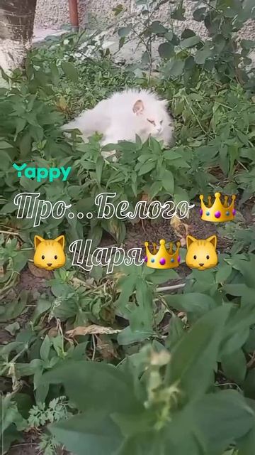 #хит #топ #ролик #смех #юмор #MyBrawlSuper #Стабилизируй