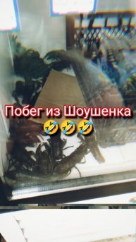 Как от меня пытались убежать раки