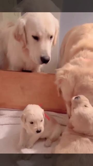 Малышам представили счастливого папочку 🐶🤩😉🥰❤️