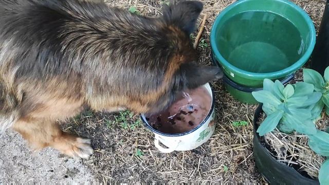 Жасминка вылавливает из воды нападавшую шелковицу.