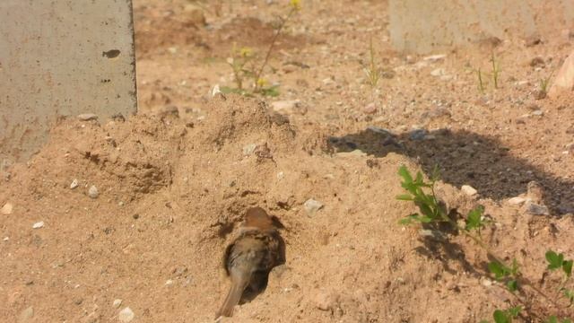 Воробьи купаются в земле, наблюдение птиц в Великом Новгороде, 13 июля 2025