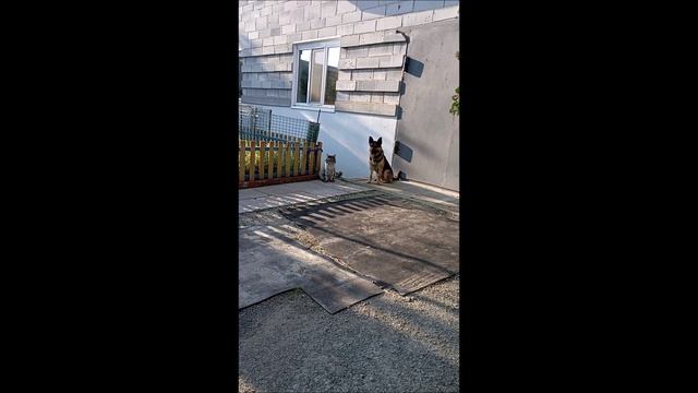 Собака. Кот. Том и Кос