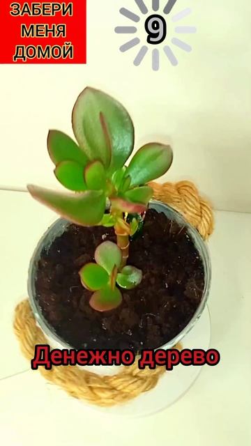 Денежное дерево