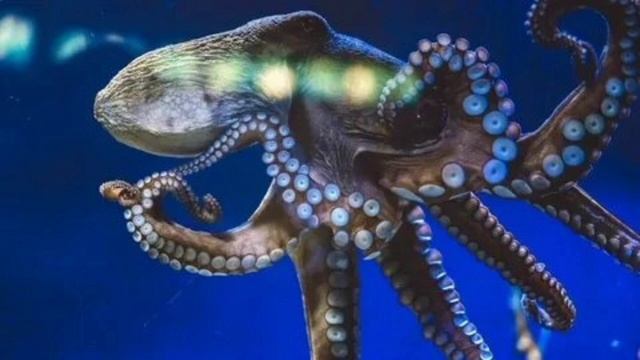 Кузьма и его Друзья (Клинок) - Осьминог 🐙 Official audio (1)