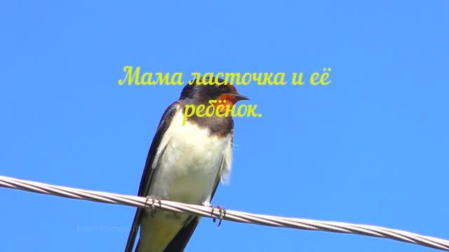 Ласточка мама со своим ребёнком в кадр попалась.