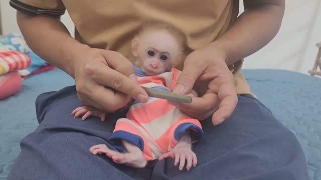 Обезьянке ЛАПУСЬКЕ маникюр педикюр нравится Жмётся к папе Играет Пьет молоко из соски МИЛОТА