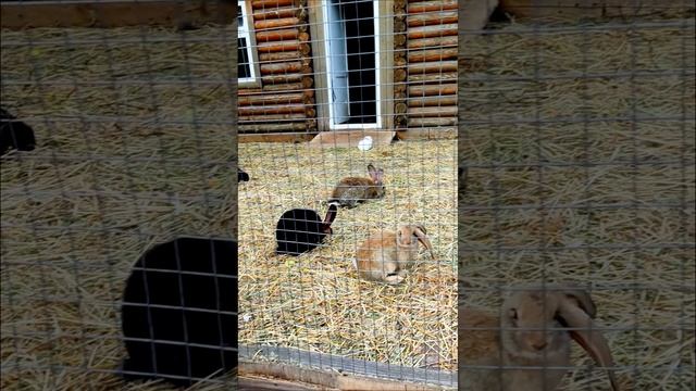 Вольск кролики ☺