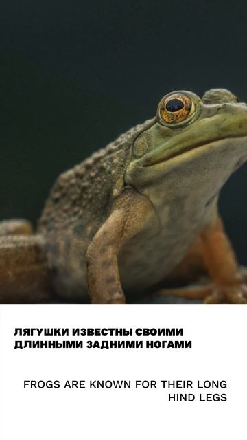 Лягушка
