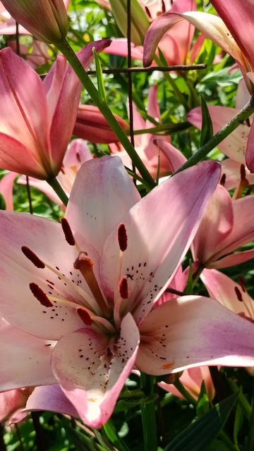 лилии💕💕💕