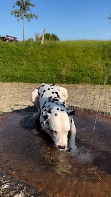 В жаркий день необходимо охладиться 🐶💧❤️🥰