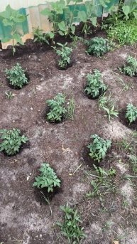 Помидоры черри