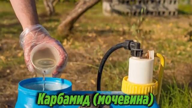 Опрыскивание и побелка плодовых деревьев