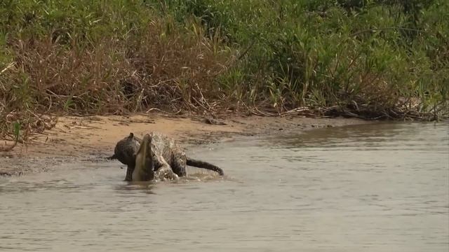 Битвы Животных Без Правил, Случайно Снятые на Камеру