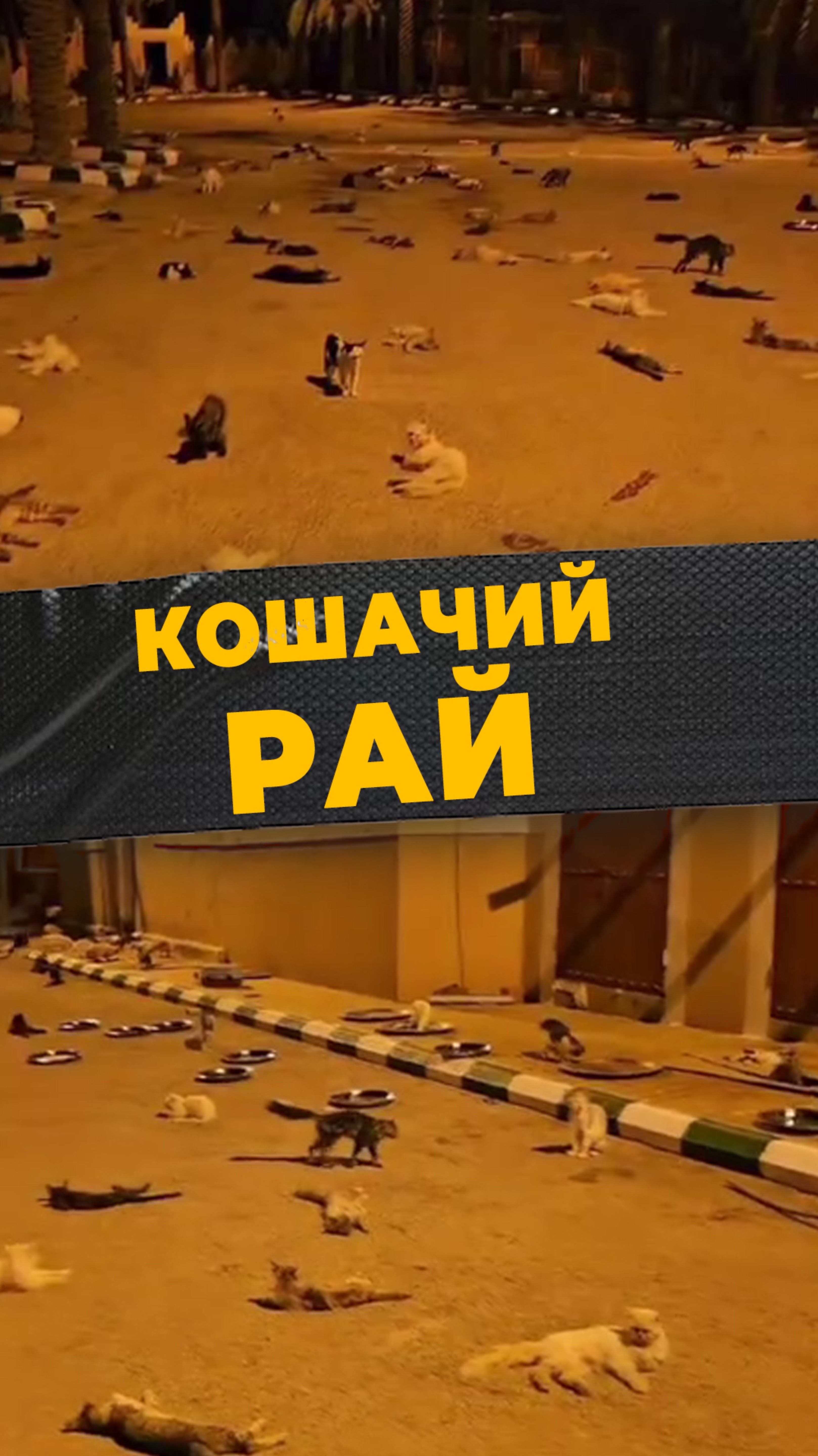 КОШАЧИЙ РАЙ
#мирадио