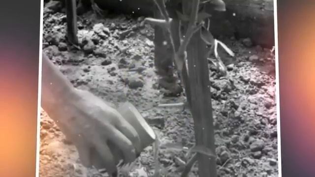Как часто поливать помидоры в теплице