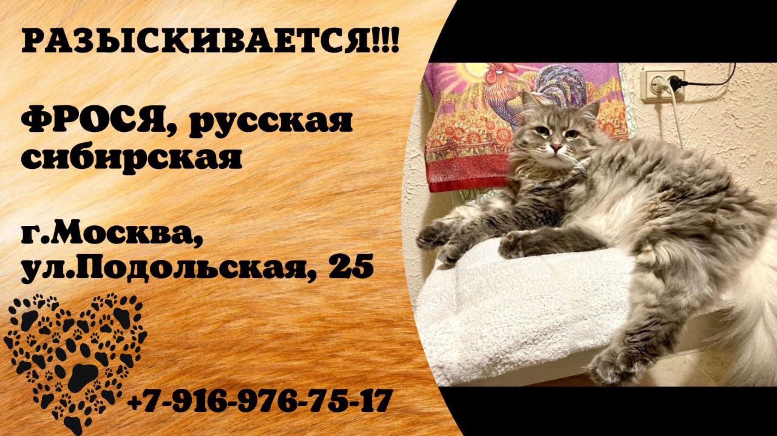 Пропала кошка! ФРОСЯ, русская сибирская. г.Москва, ул.Подольская 25.
