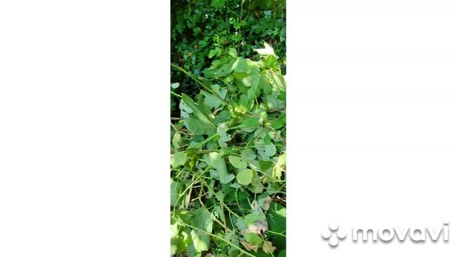 уборка скошенной травы и обрезка кустарников