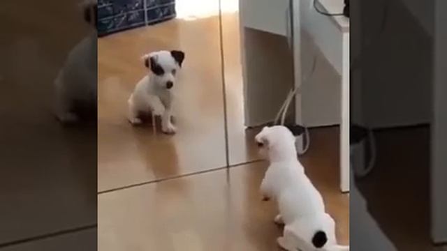 Щенка заинтересовало зеркало 🐶🪞😉🤩