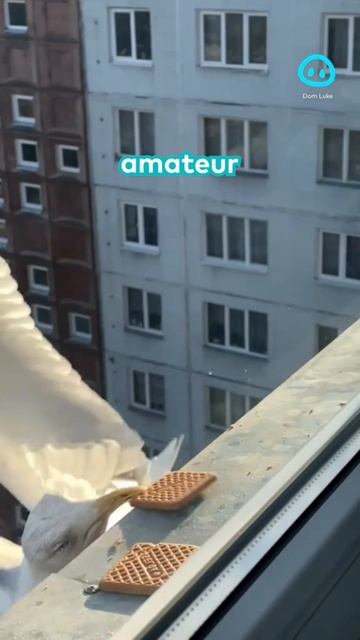 любители против профи