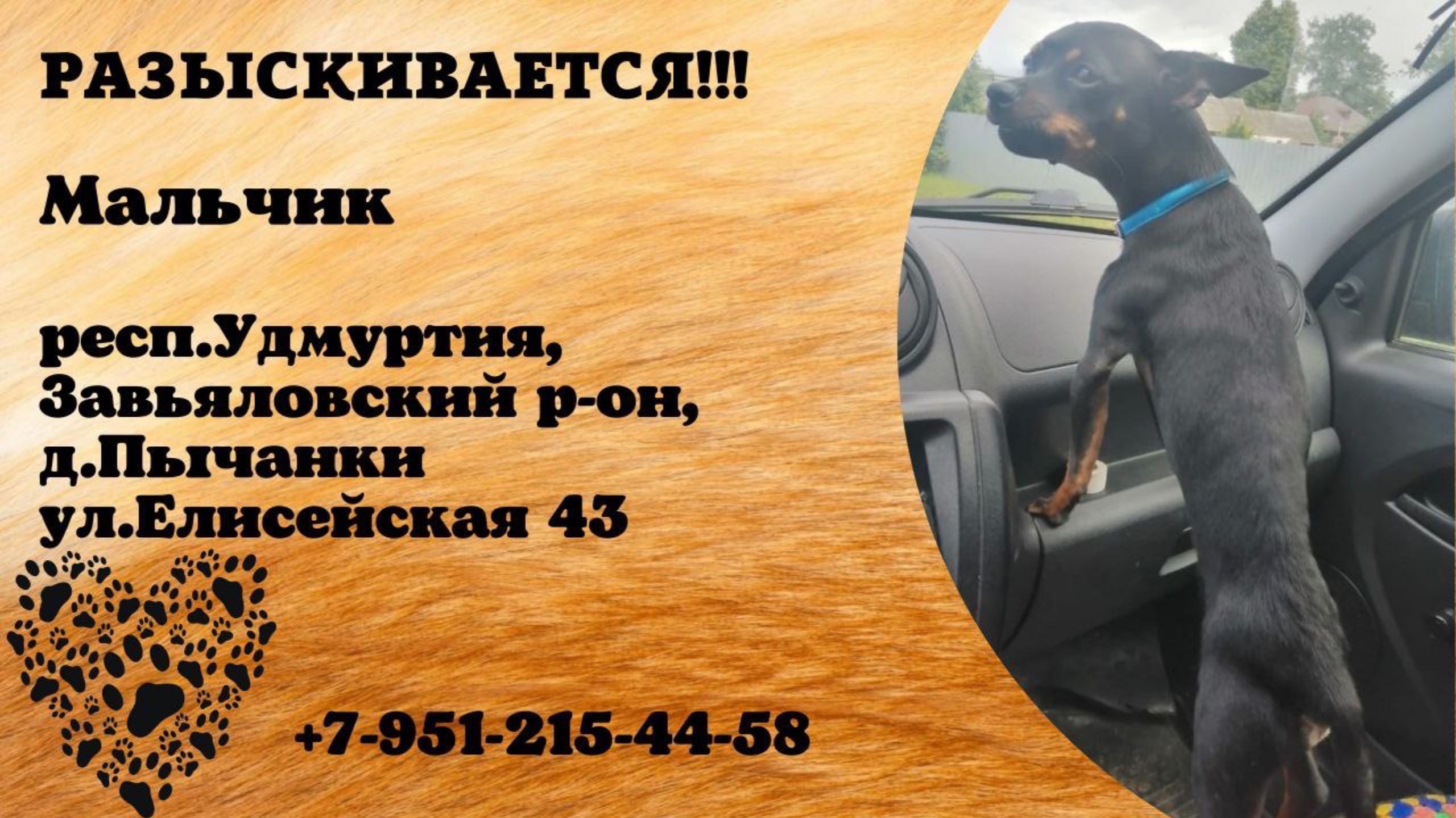 Пропала собака! Мальчик. респ.Удмуртия, Завьяловский р-н, д.Пычанки.