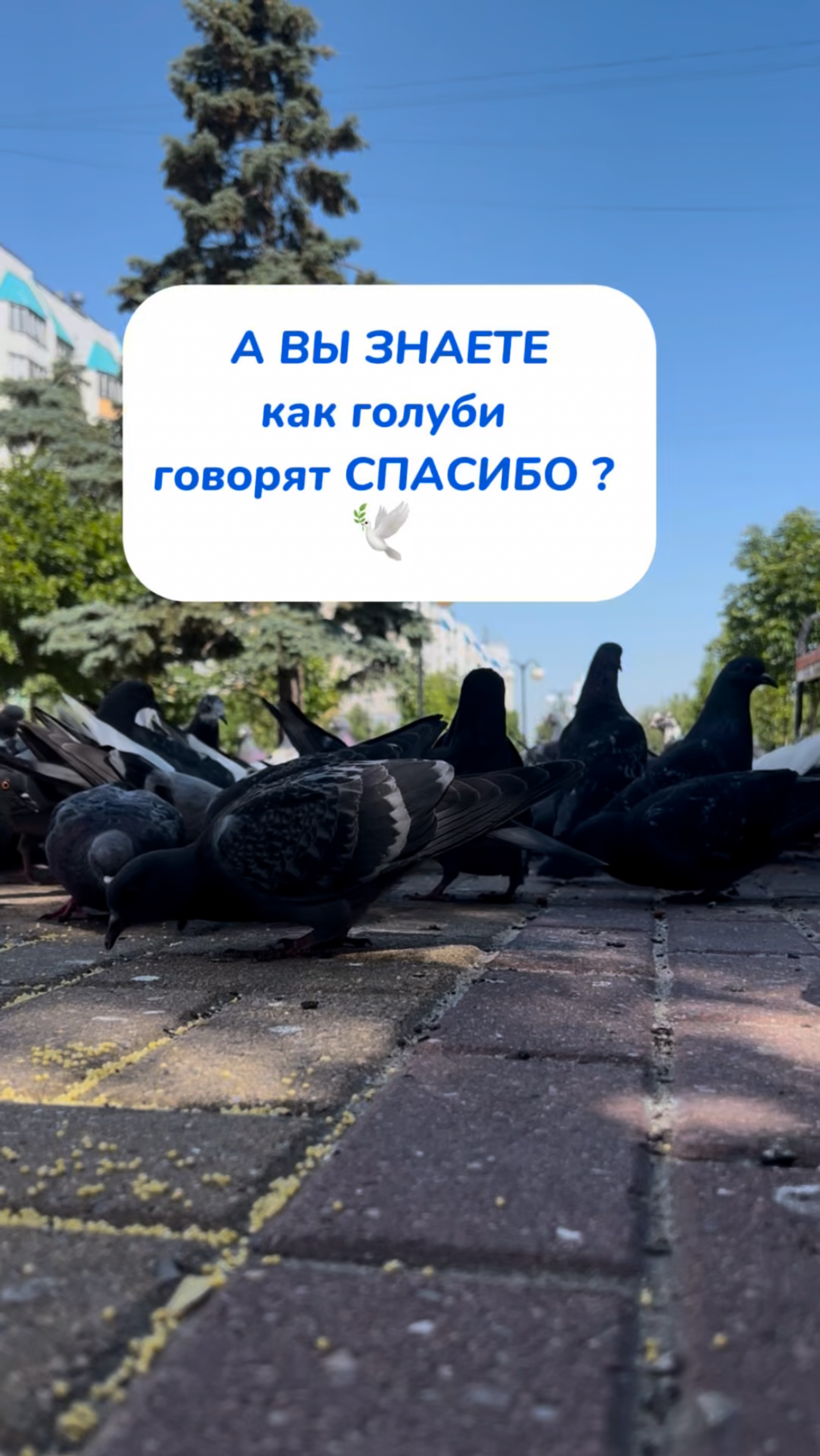 А ВЫ ЗНАЕТЕ как голуби говорят СПАСИБО ? 🕊️