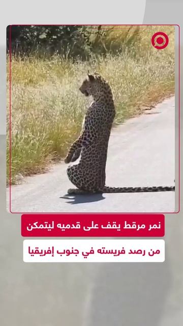 مشاهد من في جنوب إفريقيا لنمر يرصد فريسته بطريقة مميزة