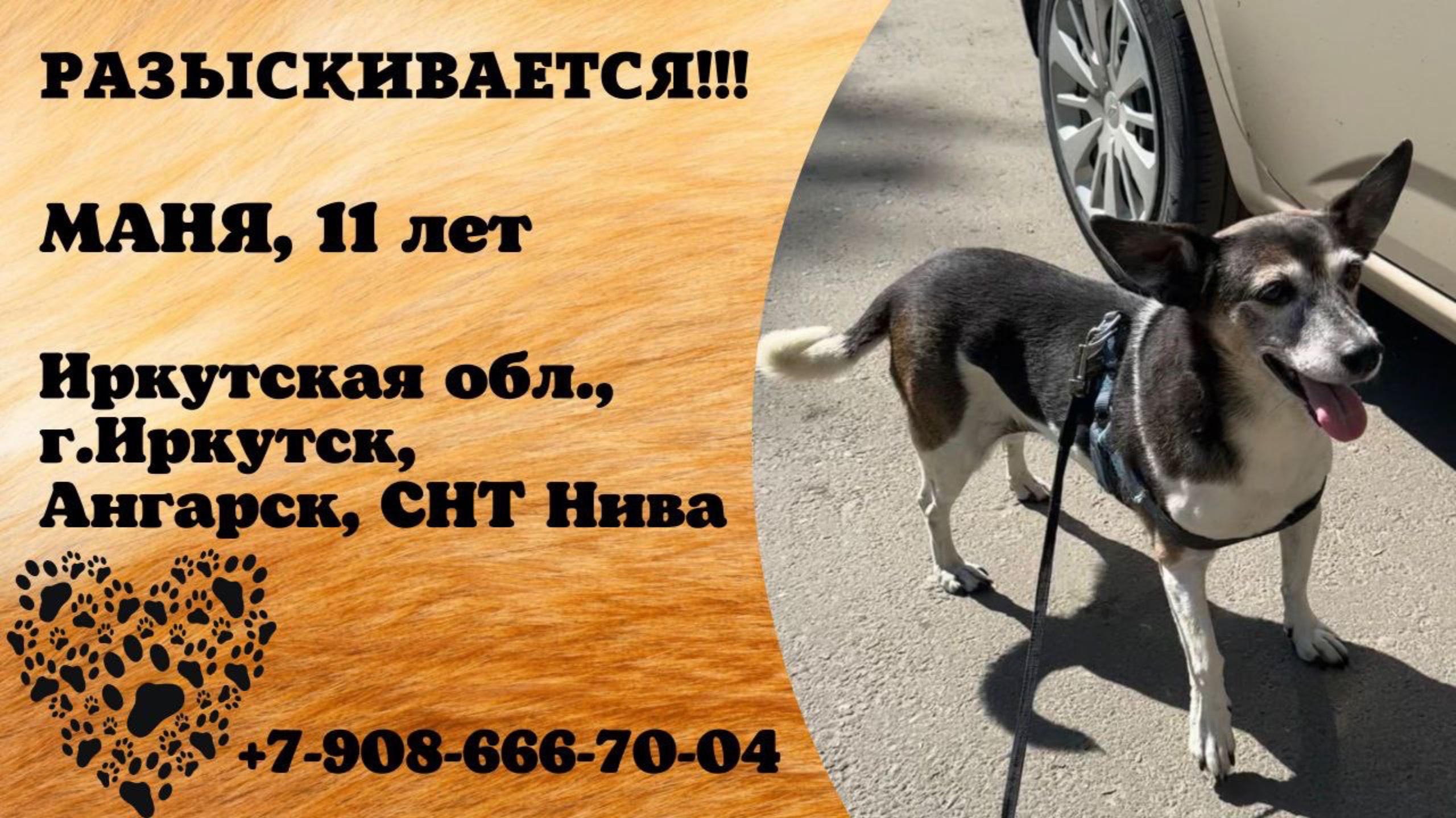 Пропала собака! МАНЯ, 11 лет. Иркутская обл., г.Иркутск.