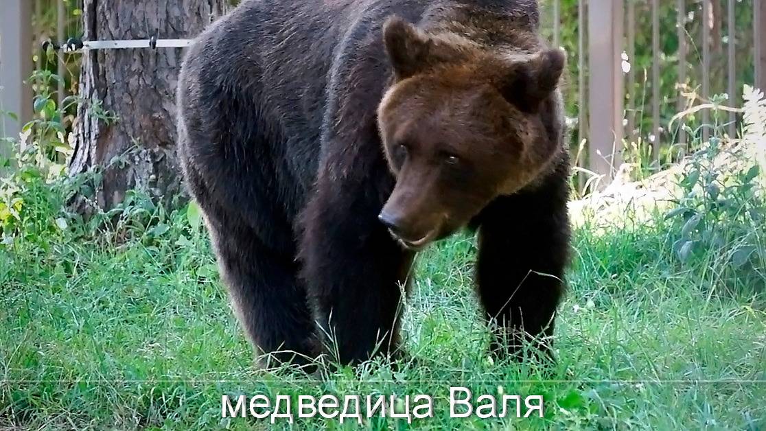 Медведица Валя в жаркий день спустилась в бассейн, чтобы искупаться, а затем поела сочную травку.