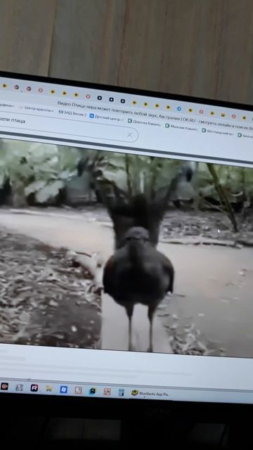 ЛИРА ХВОСТ💗.mp4