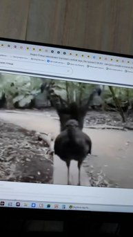 ЛИРА ХВОСТ💗.mp4