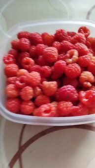 Сладкая ягодка малина😋 #малина #экоурожай #вкуснятина