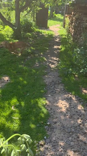 Барон сбрасывает энергию