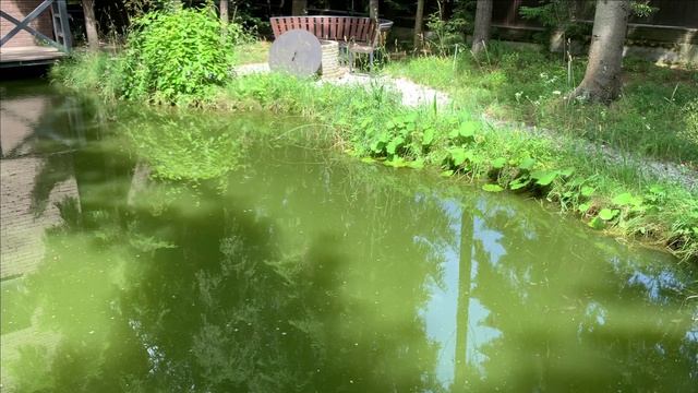 Как хорошо иметь свой пруд.Когда его признала Матушка Природа)))