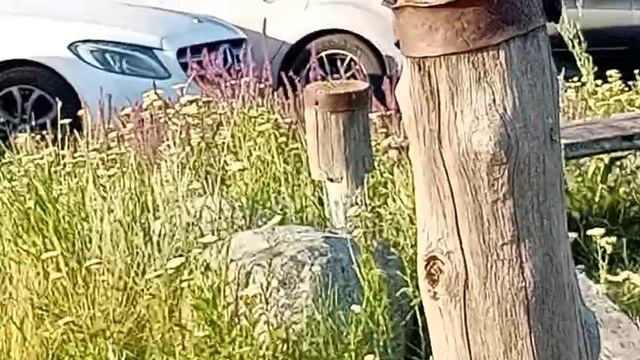 Хутор Ломы (Ломовской природный ландшафтный парк музей Иван да Марья) 12-07-2025