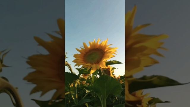 Не забывайте матерей!