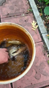 С днём рыбака