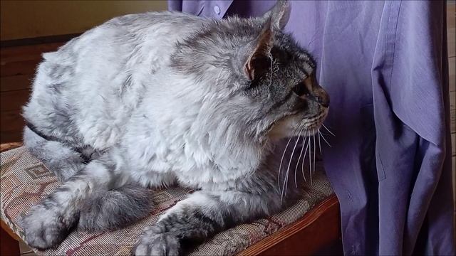 Кот. Кос