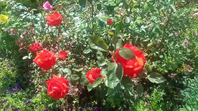 Подкормка метельчатой гортензии) Небольшой обзор сада)