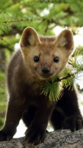 Вот и пригодилась школьня физра!!!