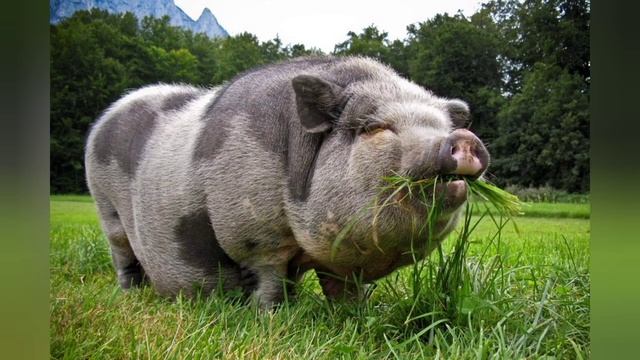 Кузьма и его Друзья (Клинок) - Свинка 🐷🐖🐽🐗 Official audio