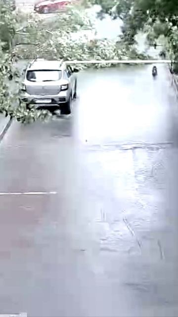 Сильный ветер ломает дерево в Омске на улице Куйбышева